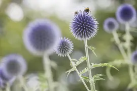 Echinops Ritro (Kogeldistel) - afbeelding 8