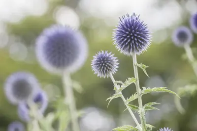Echinops Ritro (Kogeldistel) - afbeelding 9