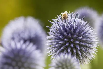 Echinops Ritro (Kogeldistel) - afbeelding 10