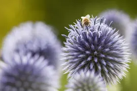 Echinops Ritro (Kogeldistel) - afbeelding 10