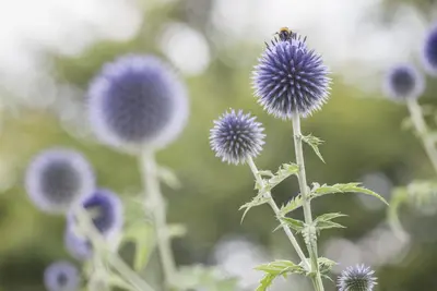 Echinops Ritro (Kogeldistel) - afbeelding 12