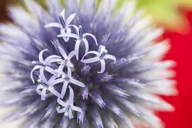 Echinops Ritro (Kogeldistel) - afbeelding 13