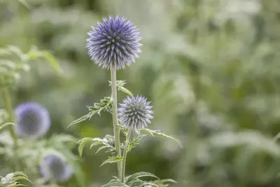 Echinops Ritro (Kogeldistel) - afbeelding 15