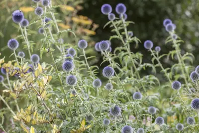 Echinops Ritro (Kogeldistel) - afbeelding 16