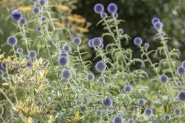 Echinops Ritro (Kogeldistel) - afbeelding 16