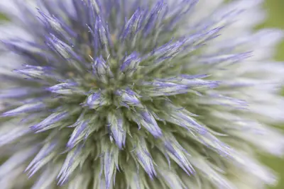 Echinops Ritro (Kogeldistel) - afbeelding 18