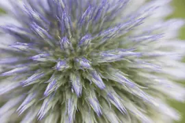 Echinops Ritro (Kogeldistel) - afbeelding 18