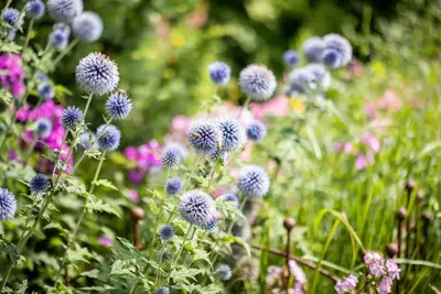 Echinops Ritro (Kogeldistel) - afbeelding 25