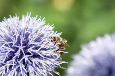 Echinops Ritro (Kogeldistel) - afbeelding 27
