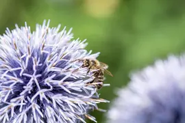 Echinops Ritro (Kogeldistel) - afbeelding 27