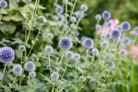 Echinops Ritro (Kogeldistel) - afbeelding 28