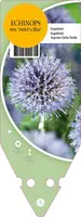 Echinops Ritro (Kogeldistel) - afbeelding 1