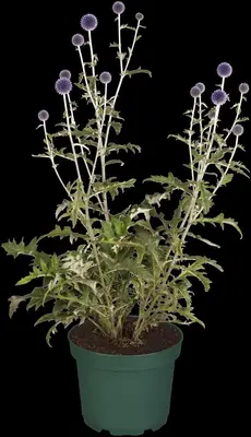 Echinops Ritro (Kogeldistel) - afbeelding 23