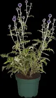 Echinops Ritro (Kogeldistel) - afbeelding 23