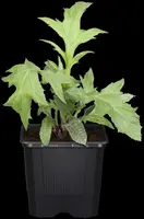 Echinops Ritro (Kogeldistel) - afbeelding 24