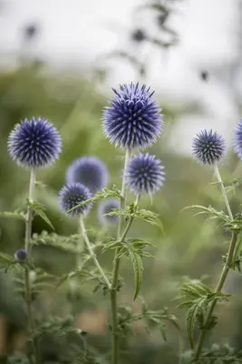 Echinops Ritro (Kogeldistel) - afbeelding 4