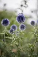 Echinops Ritro (Kogeldistel) - afbeelding 4