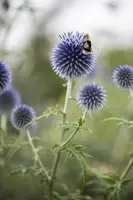 Echinops Ritro (Kogeldistel) - afbeelding 5