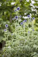 Echinops Ritro (Kogeldistel) - afbeelding 7