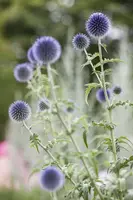 Echinops Ritro (Kogeldistel) - afbeelding 11