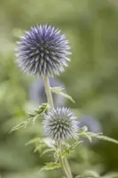 Echinops Ritro (Kogeldistel) - afbeelding 14