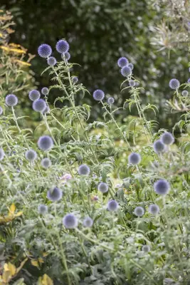 Echinops Ritro (Kogeldistel) - afbeelding 17