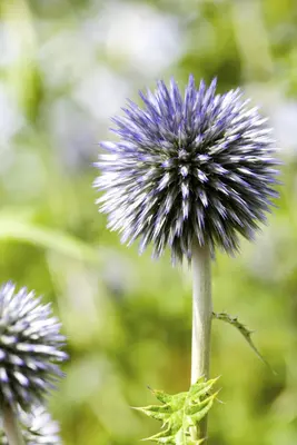 Echinops Ritro (Kogeldistel) - afbeelding 19