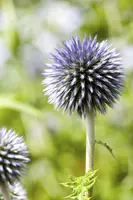 Echinops Ritro (Kogeldistel) - afbeelding 19