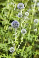 Echinops Ritro (Kogeldistel) - afbeelding 20