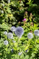 Echinops Ritro (Kogeldistel) - afbeelding 26