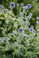 Echinops Ritro (Kogeldistel) - afbeelding 29