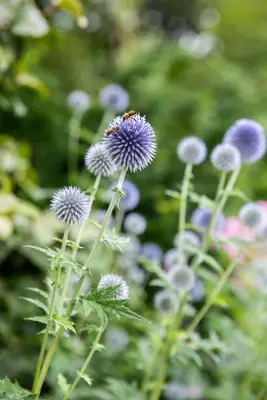 Echinops Ritro (Kogeldistel) - afbeelding 30