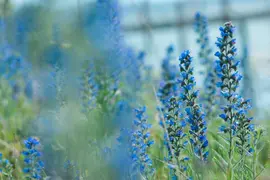 Echium vulgare (Echium) - afbeelding 2