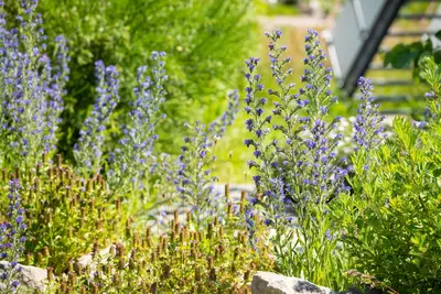 Echium vulgare (Echium) - afbeelding 1