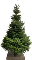 Echte kerstboom Nordmann gezaagd 300 cm exclusief voet - afbeelding 1