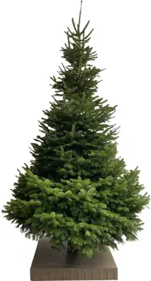 Echte kerstboom Nordmann gezaagd 400 cm exclusief voet - afbeelding 1