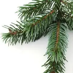 Echte kerstboom Omorika in pot 125/150 Pot gedrukt - afbeelding 3
