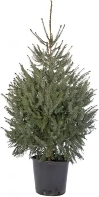 Echte kerstboom Omorika in pot 125/150 Pot gedrukt - afbeelding 2