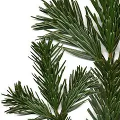 Echte Nordmann kerstboom gezaagd 160/180 cm - afbeelding 4