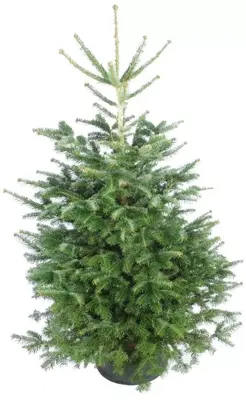 Echte Nordmann kerstboom gezaagd 160/180 cm - afbeelding 3
