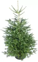 Echte Nordmann kerstboom gezaagd 160/180 cm - afbeelding 3