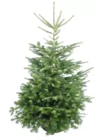 Echte Nordmann kerstboom gezaagd 160/180 cm - afbeelding 2