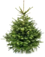 Echte Nordmann kerstboom gezaagd 160/180 cm - afbeelding 1
