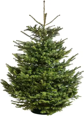Echte Nordmann kerstboom gezaagd 175/225 cm - afbeelding 1