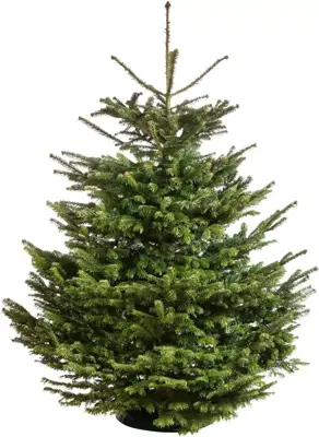 Echte Nordmann kerstboom gezaagd 225/250 cm (Ardennen) - afbeelding 1