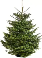 Echte Nordmann kerstboom gezaagd 225/250 cm (Ardennen) - afbeelding 1