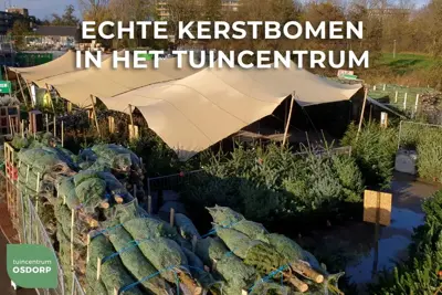 Echte Nordmann kerstboom gezaagd 250/300 cm - afbeelding 3
