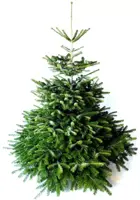 Echte Nordmann kerstboom gezaagd 250/300 cm - afbeelding 1