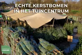 Echte Nordmann kerstboom met kruis gezaagd 80-100 cm - afbeelding 3