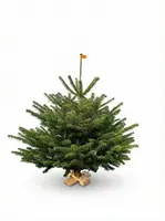 Echte Nordmann kerstboom met kruis gezaagd 80-100 cm - afbeelding 1